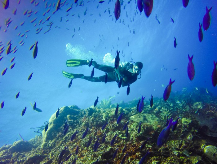 Cozumel reefs snorkeling clearest calmest beneath exciting thriving imaginable sights undersea